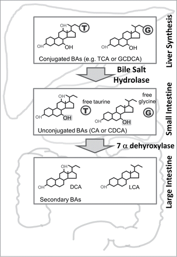 Figure 1. Microbial Metabolism of Bile Acids. Bile acids are synthesized from cholesterol in the liver as moieties that are conjugated either to a glycine (G) or taurine (T) molecule. They are stored in the gallbladder and subsequently released into the duodenum. In the small intestine microbial BSH activity removes the glycine or taurine molecules to produce unconjugated bile acids (BAs). Bile acids are efficiently reabsorbed via the terminal ileum into the enterohepatic portal system but some enter the large intestine where they are further metabolised by microbial 7a dehydroxylase enymes to produce secondary BAs. CA, cholic acid; CDCA, chenodeoxycholic acid; TCA, taurocholic acid; GCDCA, glycochenodeoxycholic acid; DCA, deoxycholic acid; LCA, lithocholic acid. T, taurine; G, glycine, represent free amino acids liberated through BSH activity.