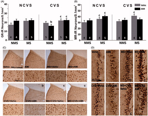 Figure 3. Early life and adult stress with/without amitriptyline on GR and MR in septum. UPPER ROW. Mean number per area unit (0.1 mm2) of (A) glucocorticoid receptor-immunoreactive (GR-IR) neurons in the lateral septum, and (B) mineralocorticoid receptor-immunoreactive (MR-IR) neurons in the septohippocampal nucleus of non-maternally separated (NMS) and maternally separated (MS) rats submitted to chronic variable stress (CVS) or not (NCVS) under amitriptyline (10 mg/kg; AMI) or vehicle (Vehic) treatment. Data were analyzed by a linear mixed effect model followed by LSD post hoc test. Data are mean + SEM. Number of rats per group is included inside each bar. Significant differences: b, p < 0.05 versus respective NCVS group; c, p < 0.05 versus respective NMS group. LOWER ROWS. Representative photomicrographs. (C) GR-IR neurons in the lateral septum of NMS (left 2 columns), MS (right two columns), NCVS (upper 2 rows) and CVS (lower two rows) rats under AMI or Vehic treatment. The statistical differences shown in graph A are indicated (a,b,c). (D) MR-IR neurons in the septohippocampal nucleus of NMS (left 2 columns), MS (right two columns), NCVS (upper row) and CVS (lower row) rats under AMI or Vehic treatment. Significant differences shown in graph B are indicated (b,c).