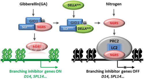 Figure 1. Schematic representation of NGR5-regulated rice branch in response to gibberellin and nitrogen. The gibberellin receptor GID1 promotes NGR5 polyubiquitination and proteasome degradation to release expression of branching inhibitory genes. DELLA proteins of the GA signaling pathway competitively interact with GID1 to reduce the extent of NGR5-GID1 interaction, thus preclude NGR5 from GID1-mediated destruction. The nitrogen-inducible NGR5 recruits epigenetic repressor PRC2 to the branching inhibitory genes and subsequently repressing the expression of branching inhibitory genes leading to increase in tiller numbers
