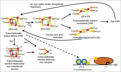 Figure 2. Scheme summarizing the changes in the FNR iron–sulfur cluster that occur upon reaction with O2 or NO and regulation of the hlyE gene. In E. coli, newly translated apo-FNR acquires a cubic [4Fe-4S] cluster (iron in red, cluster sulfur in yellow, Cys sulfur in orange) via the action of the iron sulfur cluster biosynthetic machinery (Isc). In the absence of O2, the [4Fe-4S] form of FNR is stable and cluster acquisition promotes dimerization and enhanced site-specific (consensus sequence: TTGATNNNNA TCAA) DNA-binding at target promoters, such as that encoding the cytolysin HlyE. Expression of hlyE is driven from a class I FNR-dependent promoter (FNR binding site located at −61.5 relative to the transcript start, +1) via interactions between the downstream subunit of FNR (blue oval with yellow cube) and the C-terminal domain of the α-subunit of RNA polymerase (brown). In the presence of oxygen (O2) the [4Fe-4S] cluster is converted to a planar [2Fe-2S] cluster via a [3Fe-4S] intermediate. This is accompanied by conversion of FNR from the DNA-binding competent dimeric form to the transcriptionally inactive monomer. During this process, cluster sulfide can be retained in the form of a persulfide-ligated [2Fe-2S] form of FNR, allowing facile repair of the cluster and a return to the [4Fe-4S] form. Prolonged exposure to O2 results in the breakdown of the [2Fe-2S] forms of the protein resulting in apo-FNR, which can acquire a [4Fe-4S] cluster by interaction with Isc. The FNR [4Fe-4S] cluster also reacts with NO yielding an octanitrosylated form and dinitrosyl iron complexes. Like O2, reaction with NO results in FNR inactivation.