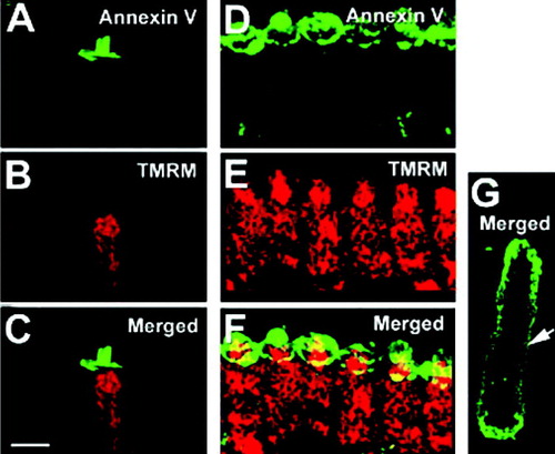 Figure 5.  Mitochondrial membrane potential is apparently normal in cells showing apical PS externalization. A,D, PS apical externalization in an isolated OHC (A) and a group of IHCs (D) (annexin V-Alexa fluor 488, green). (B, E) normal mitochondria labeling pattern (TMRM+, red). (C, F) Merged images. (G) PS externalization over the entire cellular plasma membrane (annexin V-FITC, arrow) is accompanied with a loss of mitochondrial membrane potential (TMRM+, no red signal) in this damaged cell. Data are representative of ∼10 cells from two animals. Bar: 10 µm.