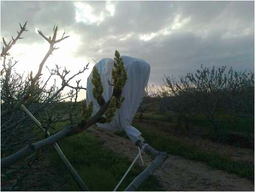 Figure 1. A protected female flower in pollination bag