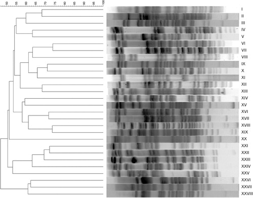 Figure 1. Dendrogram of the 28 different PFGE types identified among APEC and AFEC isolates. The scale bar on the top indicates similarity based on the Dice coefficient and PFGE types refer to patterns greater than 80% similarity.