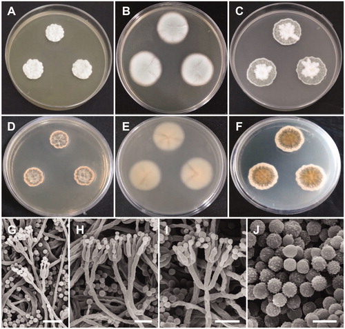 Figure 3. Morphology of Penicillium pasqualense. (A,D) Colonies on yeast extract sucrose agar (YES); (B,E) Colonies on Blakeslee’s malt extract agar (MEA); (C,F) Colonies on Czapek yeast autolysate agar (CYA); (A–C: obverse view, D–F: reverse view); (G–I) Conidiophores; (J) Conidia (Scale bars: G = 15 μm, H–I = 10 μm, J = 5 μm).