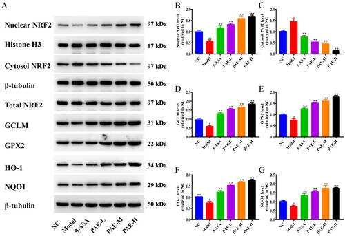 Figure 7. PAE activated the Nrf2 signaling pathway in DSS-induced UC colons. (A) Expression bands of nuclear Nrf2, cytoplasmic Nrf2, total Nrf2, GCLM, GPX2, HO-1, and NQO1 by western blotting. Expression levels of nuclear Nrf2 (B), cytosolic Nrf2 (C), GCLM (D), GPX2 (E), HO-1 (F), and NQO1 (G). Error bars represent the mean ± SEMs (n = 3/group). ##p < 0.01, #p < 0.05 compared to the NC group; **p < 0.01, *p < 0.05 compared to the model group. PAE: P. americana extract; 5-ASA: Mesalazine, 200 mg/kg; PAE-L: 80 mg/kg, PAE-M: 160 mg/kg, PAE-H: 320 mg/kg.