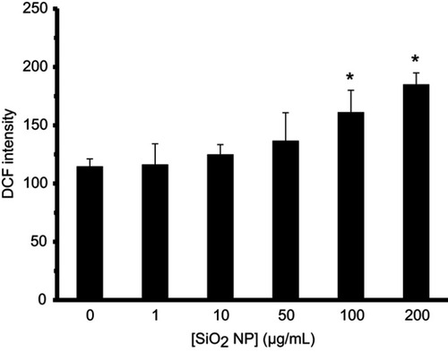 Figure 14 SiO2 NPs at concentrations of 100 and 200 μg/mL increase the level of ROS in hMSCs. hMSCs cells were incubated with SiO2 NPs for 24 hrs before the ROS level was examined. *P<0.05 compared to control group.