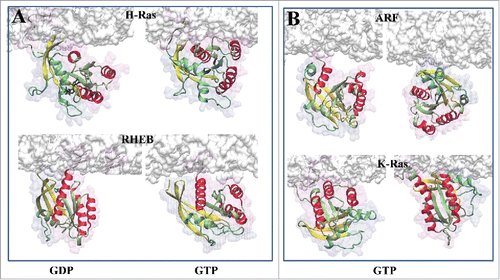 Figure 2. Orientational preferences of (A) GDP-bound (left panel) and GTP-bound (right panel) H-Ras and Rheb, and (B) GTP-bound Arf and K-Ras with respect to the membrane surface. Helices 3–5 are in red and β strands 1–3 in yellow. Membrane is shown in white surface representation.