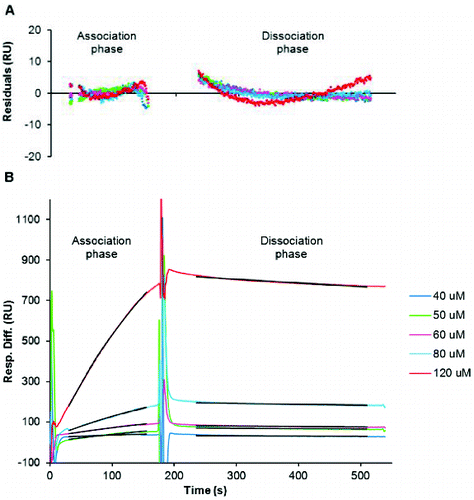 Figure 3. Kinetic analysis of amylin aggregation as generated from SPR-based experiments. (A) Depicts the residuals of curve fitting, i.e. the difference between the observed and calculated values for association and dissociation of amylin. Sensorgram plots (B) of various concentrations (40–120 μmol L−1) of disaggregated amylin that were injected for 3 min to observe association and with dissociation being monitored for 6 min whilst maintaining a flow rate of 5 μL min−1. The black lines represent the global fit for association (30–155 s) and dissociation (235–510 s). The χ2 = 3 for association; χ2 = 3.7 for dissociation.