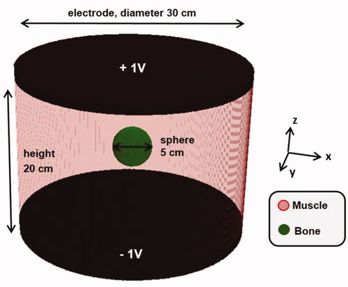 Figure 1. A bony sphere (diameter 5 cm) is placed inside a homogeneous muscle cylinder (diameter 30 cm and height 20 cm). A constant electric field oriented in the z-direction is applied.