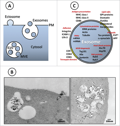 Figure 1. (A) Ectosome vs. exosome biogenesis. (B) Left panel: Electron microscopy image of a multivesicular endosome (MVE) and a fusion event of an MVE with the reticulocyte plasma membrane. Transferrin-gold is labeling the exosome surface. Right panel: Autophagic structures are observed in continuity or close to MVE containing Tf-gold labeled ILVs.Citation14 (C) Representation of the composition of exosomes emphasizing on potential functions. Note that these components can also be present in other types of extracellular vesicles.