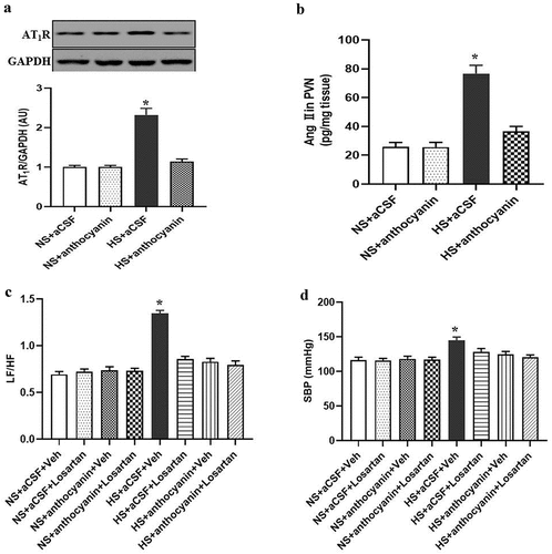 Figure 3. Effect of anthocyanin by chronic bilateral PVN infusion on the expression and function of AT1R in the PVN of rats with salt-induced hypertension. The rats fed 8% high salt diet (HS) and the rats fed 0.9% normal salt diet (NS) were treated with vehicle (aCSF, 0.4 μL/h) or anthocyanin (10 mg/kg, 0.4 μL/h) into the bilateral PVN of rats. (a and b) AT1R expression was detected by western-blot and Ang II levels in PVN were measured by ELISA kit. (c and d) Effect of the AT1R receptor antagonist, losartan, on LF/HF and blood pressure in rats with or without anthocyanin treatment. Data were expressed as the means ± S.E.M (n = 6/group). *P < .05 vs others.