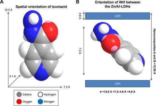 Figure 2 (A) Shows the 3-dimensional structure of isoniazid (INH), and (B) the spatial orientation of isoniazid between the inorganic nanolayers.Abbreviation: LDH, layered double hydroxide.