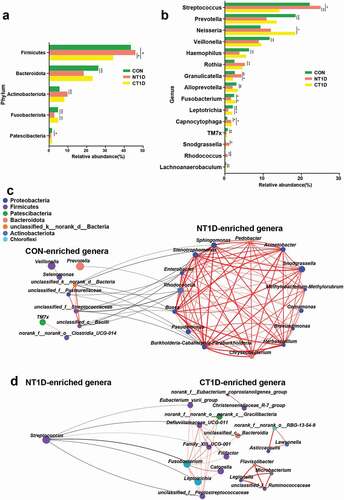 Figure 3. Differentiated bacteria between groups and network analysis. (a) Bacterial composition at the phylum level. (b) Bacterial composition at the genus level. (c,d) Network analysis of differential bacteria obtained from the Wilcoxon rank-sum test with positive interactions in red and negative interactions in black. *P < 0.05, **P < 0.01, ***P < 0.001.