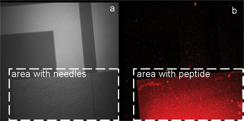 Figure 4. Coupling of the peptide on the gold needles of the chip: (a) brightfield image of the chip and (b) fluorescent image of the same area.