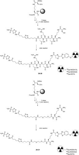 Scheme 9. Synthesis of derivatives 26–31. DOTA: dodecane tetraacetic acid; NODA-py: 1,4,7-triazacyclononane-1,4-diacetate pyridine