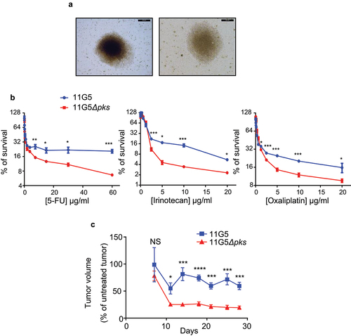 Figure 2. Human colon cancer cells made senescent by 11G5 growth at 3 weeks post-infection and are more resistant to chemotherapeutic drugs both in vitro and in a xenograft mouse model. (a-c) HT-29 cells were infected with the 11G5 strain or the 11G5Δpks strain, and 3-week post-infection cells were used. (a) Representative pictures of 11G5-infected cells at 3 weeks post-infection. (b) Cells were trypsinized, seeded on 96-well plates, and exposed to various doses of chemotherapeutic drugs for 1 week. Cellular viability was assessed by MTT assay. Untreated cells were used to represent 100% viability. Data are means ± SEM of eight replicates and are representative of three independent experiments. *p < .05; **p < .005; ***p < .001. (c) Three weeks post-infection, 10Citation6 cells were subcutaneously injected into the dorsal flaps of 5-week-old nude mice. Seven days post-engraftment, mice received 30 mg/kg of 5-FU twice weekly for 3 weeks. Tumor sizes were measured using a caliper twice weekly. N = 6 mice/group. Data are means ± SEM. NS, not significant; *p < .05; ***p < .001; ****p < .0001.