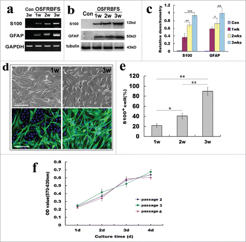 Figure 6. Optimal induction for efficiency of the conversion of ADSCs to SCs. (A, B) Reverse transcription PCR and western blots showed the changes of SC phenotypic markers S100 and GFAP at gene and protein levels under the optimal induction. GAPDH and β-Action served as loading control of RNA or total protein, respectively. (C) Quantification of SC marker expression during differentiation of ADSCs at different induction stages. Notably, the expression levels 2 molcules in ADSCs induced with OSFRBFS show a significant time-dependent upregulation. (D) Immunofluorescence images of differentiated ADSCs stained with S100 at 1–3 weeks. Notably, the images of induced ADSCs with OSFRBFS for 2 weeks were not shown because of no significant difference with 1 week. (E) Percentages of S100 positive cells after induction within 3 weeks. (F) The change of proliferative capacity of the convert cells from different passages with longer culture time. All data are reported as mean ± SEM. *p<0.05 compared with the relevant controls; **p<0.01; and **p<0.001. Scale bars = 100 μm