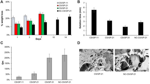 Figure 2 Characterization of the hydrogel scaffolds. (A) Gel degradation after incubation in culture media at 37°C and 5% CO2, Data points are mean ± SD (n = 3). (B) Time required for gelation after incubation at 37°C, Data points are mean ± SD (n = 3). (C) Determination of Qm, Data points are mean ± SD (n = 3). (D) SEM micrographs showing the porous structure of CS/GP-21 and NC-CS/GP-21.