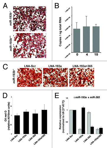 Figure 3. Differentiation of miR-193b-/- pre-adipocytes is independent of miR-193a. (A) Oil-red-O staining of brown fat SVF cells, isolated from miR-193b+/+ and miR-193b-/- newborn mice, four days after differentiation. (B) Absolute quantification of miR-193a levels during adipogenesis (0, 4, and 10 d after induction) of brown fat SVF cells. Values are mean ± SD (n = 3). (C) SVF cells were transfected with LNA miRNA inhibitors (100 nM) one day before differentiation. Oil red O staining was used to determine lipid content after induction of adipogenesis. (D) Quantification of Oil-red-O staining in differentiated SVF cells (four days after differentiation). Values are mean ± SEM (n = 4). (E) MiRNA expression levels in BAT SVF cells 4 d after transfection with LNA miRNA inhibitors (100 nM). Values are mean ± SD (n = 3).