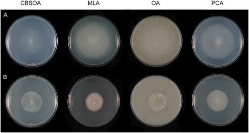 Figure 12. Colonies of Neobulgaria and Cryonesomyces on CBSOA, MLA, OA, and PCA. A. Neobulgaria koningiana (ex-type MUCL 9775) after 14 d. B. Cryonesomyces dreyfussii (ex-type ATCC 201333) after 28 d.