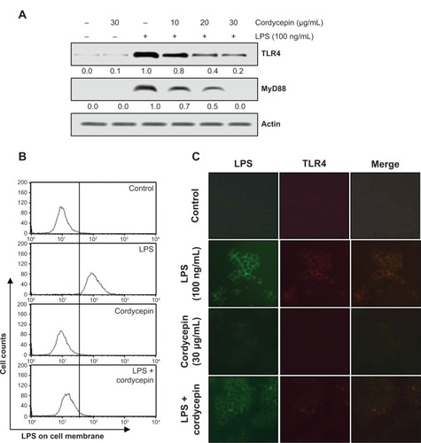 Figure 5 Inhibition of LPS-induced TLR4 and MyD88 expression, and interaction between LPS and TLR4 by cordycepin in LPS-stimulated RAW 264.7 macrophages.