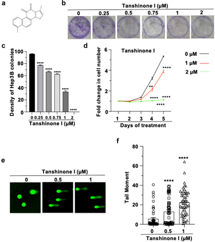 Figure 1. Tanshinone I inhibits proliferation of Hep3B cells by destabilizing genomes.