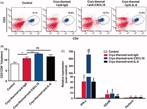 Figure 7. CXCL10 and IL-6 induced by cryo-thermal therapy modulated functional phenotype of CD8+T cells. (A and B) On day 14 after the treatment, the splenocytes were harvested from the mice in cryo-thermal + anti-IgG, cryo-thermal + anti-CXCL10, cryo-thermal + anti-IL-6 and the control groups, then the percentage of CD3+CD8+ T cells was analyzed by flow cytometry. All data were shown as mean ± SD. *p < .05 or **p < .01. Data for bar graphs were calculated using one-way ANOVA. (C) The mRNA expression level of cytotoxic cytokines in splenic CD8+T cells was measured by real-time PCR. Data were shown as mean ± SD. Data for bar graphs were calculated using two-way ANOVA. Each value of *p < .05 or **p < .01 or ***p < .001 was considered to be statistically significant compared with the control group, &p < .05, &p < .01 and &&&p < .001 was considered to be statistically significant compared with cryo-thermal + anti-IgG group.