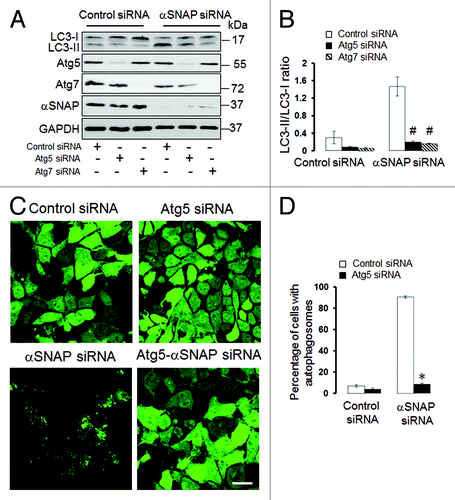 Figure 4. Atg5 and Atg7 play roles in induction of autophagy caused by downregulation of αSNAP. (A and B) SK-CO15 cells were subjected to sequential transfections with one of the following siRNA pairs: control-control, control-Atg5, control-Atg7, control-αSNAP, Atg5-αSNAP or Atg7-αSNAP. Expression of LC3, αSNAP, Atg5 and Atg7 was determined by immunoblotting 48 h after the second transfection. #p < 0.01 compared with control-αSNAP siRNA-transfected cells. (C and D) HeLa-GFP-LC3 cells were sequentially transfected with control-control, control-Atg5, control-αSNAP and Atg5-αSNAP siRNA combinations and formation of autophagosomes was analyzed by fluorescence spectroscopy at 72 h after the second transfection. *p < 0.001 compared with control-αSNAP siRNA-transfected cells. Scale bar, 20 µm.