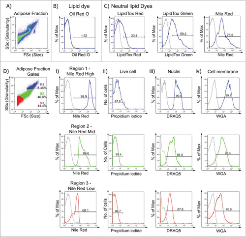 Figure 2. Nile Red is a cell-permeable lipophilic sensor of intracellular lipid droplets useful for flow cytometry. A. Buoyant mature adipocytes were analyzed according to their size and granularity. Buoyant mature adipocytes were stained with: B. Classic lipid dye Oil Red O, C. Neutral lipid dyes; LipidTox® Red; LipidTox® Green and Nile Red. D. Buoyant mature adipocytes were gated according to their size and granularity (R1, R2, and R3) and Nile Red, PI, DRAQ5 and WGA fluorescence measured. Di. Mean fluorescence intensity (MFI ± SEM; n = 6) of Nile RedHigh was 2053 ± 152, Nile RedMid was 234 ± 32 and Nile RedLow was 41 ± 6.1. Dii. Cells from all 3 populations were PI negative (> 97.5% viable). Diii-iv. DRAQ5 and WGA fluorescence was greatest in Nile RedHigh cells (> 99%), while Nile RedMid and Nile RedLow exhibited DRAQ5 (> 87%) and WGA (> 70%) uptake.