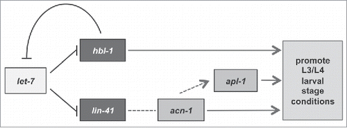 Figure 4. A proposed model of the relationships between acn-1 and the heterochronic genes let-7, hbl-1, and lin-41.