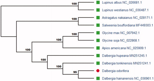 Figure 1. The Maximum-likelihood (ML) phylogenetic tree based on the complete chloroplast genome sequences of Dalbergia odorifera and other 10 plant species. Numbers in the nodes are the bootstrap values from 1000 replicates. Their accession numbers are as follows on the figure.