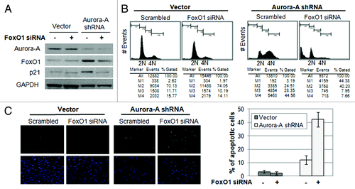 Figure 4. Depletion of FoxO1 in Aurora A-knockdown cells lead to exit G2/M arrest and induce apoptosis. (A) FoxO1-specific siRNA was transfected into vector control and Aurora A shRNA HepG2 cells, and knockdown of FoxO1 was confirmed by western blot analysis. (B) Cell cycle profiles in scrambled or FoxO1-specific siRNA-transfected control and Aurora A-knockdown HepG2 cells were monitored at 72 h after transfection by flow cytometry analysis. Representative profiles and percent of subG1, G0/G1, S, G2/M cells from one of two independent experiments are shown. (C) The percentages of TUNEL-positive nuclei in scrambled or FoxO1-specific siRNA transfected control and Aurora A-knockdown cells 96 h after transfection. Data represent the means ± SD of two independent experiments.