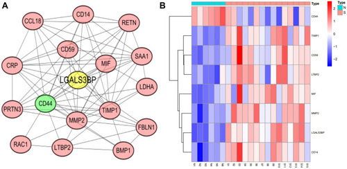 Figure 3 Protein–protein interaction network of differentially expressed proteins (A) and heat map of proteins that were at the centre of this network (B) .