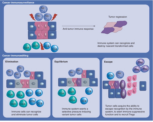 Figure 1. Immunosurveillance hypothesis describes the ability of the immune system to recognize and eliminate tumor cells.Immunoediting is a process triggered after the encounter between immune components and tumor cells and implies three different outcomes: elimination of cancer cells; equilibrium or immune selection of less immunogenic cancer arising during anti-tumor immune response; escape or expansion of tumor variants resistant to immune reaction.NK: Natural killer; Treg: Regulatory T cell.