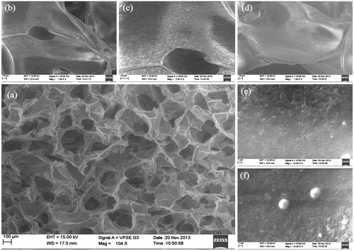 Figure 5. SEM images of PLGA–curcumin microparticle-embedded chitosan scaffold. (a) Cross-section view of PLGA–curcumin microparticle-embedded chitosan scaffold showing clear interconnected pores. (b) Cross-section view of the scaffold (at 1.00 K × magnification) showing the layers. (c) Cross-section view of the scaffold (at 2.00 K × magnification) showing the microparticles in the scaffold layer. d) Cross-section view of the scaffold in another location (at 1.00 K × magnification) showing the layers. (e) Cross-section view of the scaffold (at 10.0 K × magnification) showing the microparticles in the scaffold layer. (f) Individual PLGA–curcumin microparticle-embedded in the chitosan scaffold layer (at 10.0 K × magnification).