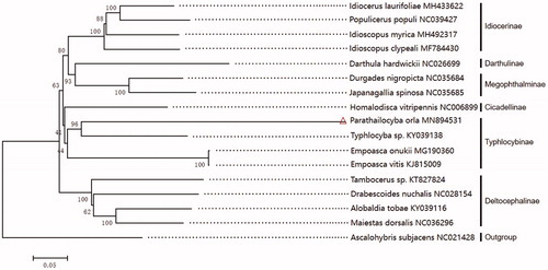 Figure 1. Phylogenetic tree showing the relationship between P. orla and 15 other leafhoppers in inner group based on neighbour-joining method. Ascalohybris subjacens was used as the outgroup. GenBank accession numbers of each species are listed in the tree.