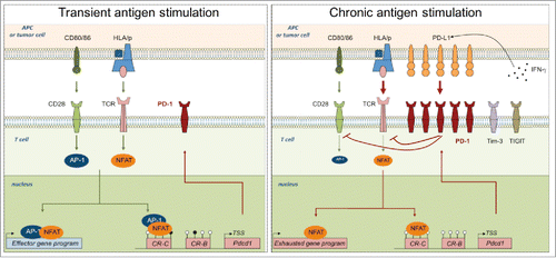 Figure 1. Mechanisms leading to transitory or sustained PD-1 expression in activated and exhausted T cells. Left panel: Upon TCR-mediated stimulation, NFAT is dephosphorylated and translocated into the nucleus, where, upon association with AP-1 complex activated upon CD28 signaling, it drives effector gene and PD-1 expression. Right panel: In the context of chronic antigen stimulation, sustained TCR signaling leads to a continuous PD-1 expression. Upon PD-L1 ligation, induced by IFN-γ in the microenvironment, PD-1 pathway inhibits TCR and CD28 signaling, that decreases AP-1 activation. Once translocated into the nucleus, NFAT is mainly “partnerless” and drives exhaustion genes and a constant PD-1 expression, facilitated by a constitutively demethylated PDCD1 promoter.
