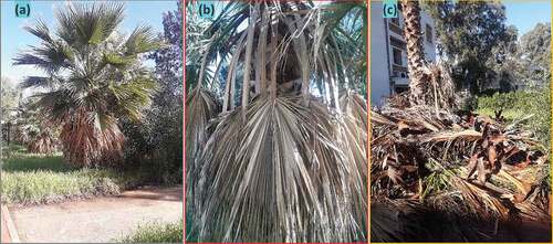 Figure 1. (a) Washingtonia filifera tree (b) dead palm leafs rachis and (c) rachis waste.