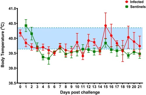 Figure 3. Average daily rectal temperatures of SARS-CoV-2 inoculated and sentinel pigs. Daily average rectal temperatures of pigs inoculated orally, intranasally, and intratracheally with SARS-CoV-2 (red) and co-mingled sentinel pigs (green) showed no significant change over the course of the experiment. The baseline temperature (blue; 39.6°C to 40.4°C) was determined from all pigs before infection.