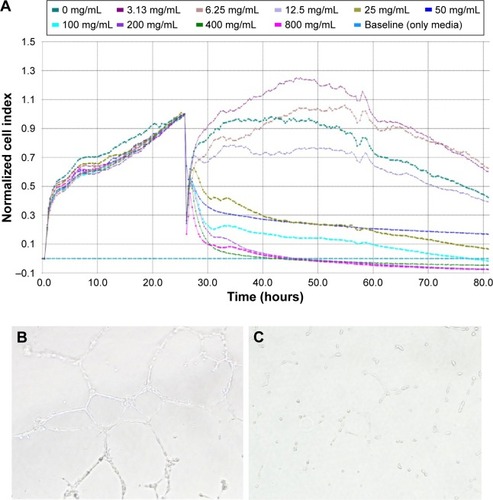 Figure 3 DATS-MSNs can protect ECs from hypoxia-induced injuries.Notes: The cell indexes of ECs treated with different concentrations of DATS-MSNs (A). ECs treated with DATS-MSNs (3.13 µg/mL) exhibited more tube structures (B) than the untreated control group (C).Abbreviations: DATS-MSNs, diallyl trisulfide-loaded mesoporous silica nanoparticles; ECs, endothelial cells.