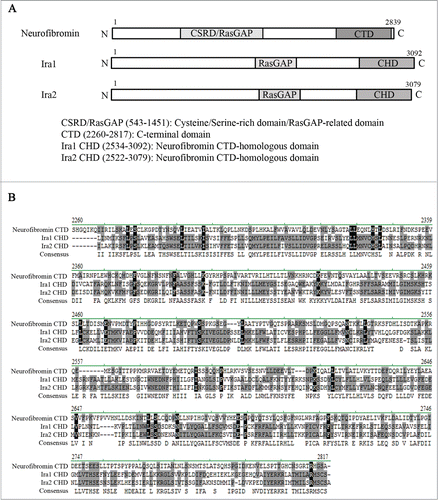 Figure 1. Neurofibromin and its yeast homologs, Ira1 and Ira2. (A) Schematic diagram of the full-length neurofibromin, Ira1, and Ira2. The cysteine and serine-rich domain/Ras-GTPase activating protein domain (CSRD/RasGAP) and C-terminal domain (CTD) of neurofibromin are conserved in its yeast homologs Ira1 and Ira2. CSRD/RasGAP is shown in light gray, and the neurofibromin CTD and Ira 1/2 neurofibromin CTD-homologous domain (CHD) in dark gray. (B) Alignment of the CTD and CHD amino acid sequences using Vector NTI software (Invitrogen). Identical amino acids are shown in black, conserved amino acids in gray.