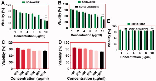 Figure 6. In vitro cytotoxicity of (A) A549 and (B) 4T1 cells in the presence of SORA + CRIZ and SORA–CRIZ@NPs with various concentrations for 72 h incubation. In vitro viability of (C) A549 and (D) 4T1 cells in the presence of blank PECE-NPs for 72 h incubation. (E) Non-cancerous HUVEC cells in the presence of SORA + CRIZ and SORA–CRIZ@NPs with various concentrations for 24 h incubation (data represent mean ± SD, n = 6, Student’s t-test, ***p<.005).