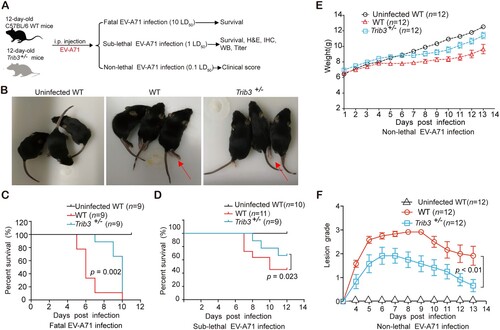 Figure 7. Trib3 knockdown significantly reduce the lethality and severity of EV-A71 infection in mice. (a) Schematic presentation of animal experiment design. (b, c) Trib3 knockdown could delay the death of mice upon lethal EV-A71 challenge and photos were taken at 5 dpi. (d) 12-day C57BL/6 WT mice and Trib3−/+ mice were infected with 1 LD50 of EV-A71, mice survival was observed every day until day 12. (e, f) 12-day C57BL/6 WT mice and Trib3−/+ mice were infected with 0.1 LD50 of EV-A71, mice were weighed daily (e) and observed for clinical scores for 13 days (f). P < 0.05, A Log-Rank (Mantel-Cox) test (c, d) or Ridit assay (f).