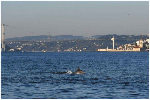 Figure 4. Dolphins in the port of Istanbul as the ship traffic slows down during the continuing days of movement restrictions
