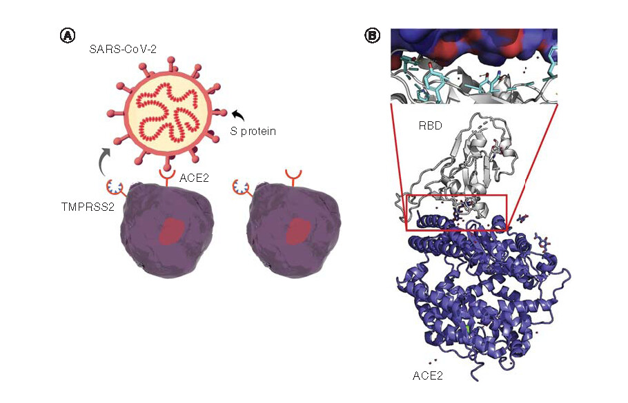 Figure 1. SARS-CoV-2 binds the host receptor, ACE2. (A) Schematic illustration of the coronavirus, SARS-CoV-2 and its single-stranded RNA genome. The S protein in the envelope of the virus is also shown. The spikes on the surface of coronaviruses give this virus family its name – corona, which is Latin for ‘crown’. Shown below the virus in schematic form are host cells (for instance, nasal or lung epithelial cells) expressing ACE2, the main cellular receptor for SARS-CoV-2, and TMPRSS2, a protease that processes the S protein, readying the virus for fusion with the membrane of the host cell [Citation16]. It is likely that other host receptors and proteases may also be involved in virus entry into host cells (not shown). (B) Structure of the receptor binding domain of the S protein of SARS-CoV-2 complexed with ACE2. ACE2 is shown in blue, the receptor binding domain of SARS-CoV-2 is shown in gray. The closeup shows specific hydrogen bindings of a Tyr cluster.S: Spike; SARS-CoV-2: Severe acute respiratory syndrome coronavirus-2.Figure 1B reproduced with permission from [Citation8] © Elsevier Inc. (2020).