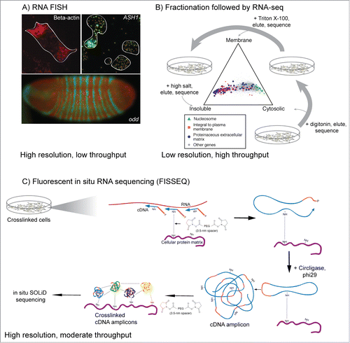 Figure 2. Classical and genomic approaches for studying RNA localization. (A) RNA FISH images from three systems. RNA encoding β-actin is localized to the leading edges of chicken fibroblasts,Citation124 while ASH1 mRNA localizes to the bud tip of S. cerevisiae during mating type switching.Citation125 RNA encoding odd and the resulting protein product accumulate in distinct segments in the developing Drosophila embryo and are important for proper development and morphology.Citation35 (B) Fractionation of cells followed by high-throughput sequencing can give a more generalized view of RNA localization.Citation21 Here, mouse C2C12 myoblasts were treated first with digitonin, which gently lyses cells but keeps membranes generally intact. Cytoplasmic RNA is collected and the cells are then treated with Triton X-100 to solubilize membranes. Membrane-associated RNA is collected and the resulting sample is treated with high salt to elute RNA associated with insoluble cell components. RNA from each fraction is then analyzed by RNA-seq. The location of activity of the protein encoded by each RNA generally match with the location of the RNA. (C) Method overview of FISSEQ.Citation46 Cellular structures are crosslinked followed by in situ reverse transcription of the crosslinked RNA using random primers and modified nucleotides that allow further crosslinking. The resulting cDNA is crosslinked to cellular structures and the circularized and amplified using rolling circle amplification. cDNA amplicons are then crosslinked to cellular structures and each other and sequenced in situ using SOLiD sequencing.