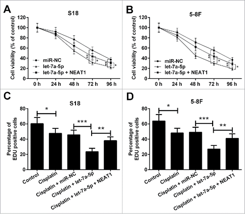 Figure 5. NEAT1 reversed the inhibitory effect of let-7a-5p on the cisplatin resistance of NPC cells. MTT assay was used to assess cell viability in S18 (A) and 5–8F (B) cells stably transfected with let-7a-5p alone or combined with pcDNA-NEAT1, following exposure to 10 μg/ml cisplatin for 48 h. EdU assay was performed to detect the cell proliferation in S18 (C) and 5–8F (D) cells transfected with let-7a-5p or pcDNA-NEAT1, following treatment with 10 μg/ml cisplatin for 48 h. *P < 0.05, **P < 0.01, and ***P < 0.001.