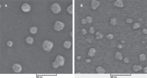 Figure 1 Scanning electron microscopy image of alginate-chitosan nanoparticles with an N/P ratio of 5 before (A) and after (B) the freeze-drying process, magnification 50×.