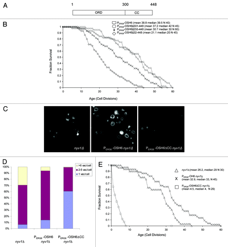 Figure 3. Dissection of the Osh6’s functional domains in lifespan extension. (A) An illustration of Osh6 representing the coordinates of the oxysterol-binding protein related domain (ORD) and coiled coil domain (CC). (B) Survival curves of different Osh6 mutants in PERG6-OSH6 background. Mean lifespan, median lifespan and sample size (N) of each mutant are indicated. T-test and Wilcoxon rank-sum indicated that there was no difference between PERG6-OSH6 and PERG6-OSH6Δ301–448. The lifespan of these two are significantly longer than the lifespan of PERG6-OSH6Δ255–448, which is significantly longer than that of PERG6-OSH6Δ32–448 (p < 0.0001). (D) Vacuolar morphology of nyv1Δ and PERG6-OSH6 nyv1Δ mutants in YEPD media. (D) Quantitation of cells in Figure 3C. The number of cells for the three categories (1 vacuole/cell, 2–5 vacuoles/cell, > 6 vacuoles/cell) were nyv1Δ: 9, 89, 41; PERG6-OSH6 nyv1Δ: 16, 91, 7; PERG6-OSH6ΔCC nyv1Δ: 81, 52, 1. E. The replicative lifespan of nyv1Δ and PERG6-OSH6 nyv1Δ mutant on YEPD.