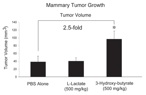 Figure 1 Ketones promote tumor growth. We used a xenograft model employing MDA-MB-231 breast cancer cells injected into the flanks of athymic nude mice to evaluate the potential tumor promoting properties of the products of aerobic glycolysis (such as 3-hydroxy-butyrate and L-lactate). Tumor growth was assessed by measuring tumor volume, at 3-weeks post tumor cell injection. During this time period, mice were administered either PBS alone or PBS containing 3-hydroxybutyrate (500 mg/kg) or L-lactate (500 mg/kg), via daily intra-peritoneal (i.p.) injections. Note that 3-hydroxy-butyrate is sufficient to promote an ∼2.5-fold increase in tumor growth, relative to the PBS-alone control. Under these conditions, L-lactate had no significant effect on tumor growth. *p < 0.05, PBS alone versus 3-hydroxybutyrate (Student's t-test). N = 8 tumors for the PBS group. N = 10 tumors each, for L lactate and 3-Hydroxy-butyrate groups